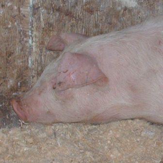 Allez aux cochons