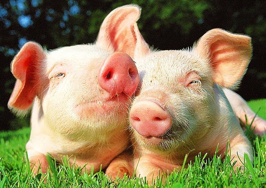 Allez aux cochons